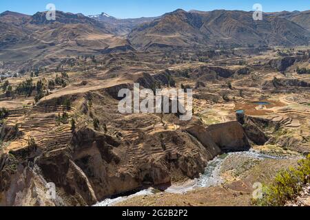 Inka-Terrassen werden heute noch von Bauern am Colca Canyon in Peru genutzt Stockfoto