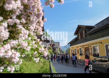 HALLSTAT, ÖSTERREICH - 08. Jan 2021: Typisch österreichisches Alpenhaus mit hellen Blumen auf dem Balkon Stockfoto