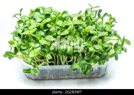 Gekeimt Samen der Sonnenblume. Isoliert auf weißem Hintergrund. Microgreens als Nutzen für die Gesundheit. Stockfoto