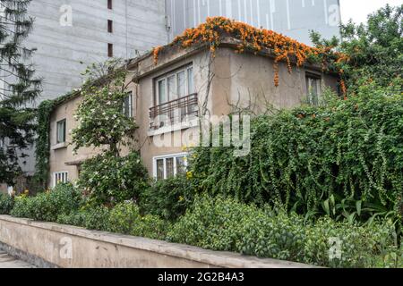 Im Stadtteil Miraflores in Lima, Peru, befindet sich neben modernen Neubauten ein altes, mit Pflanzenwachstum bedecktes Haus Stockfoto