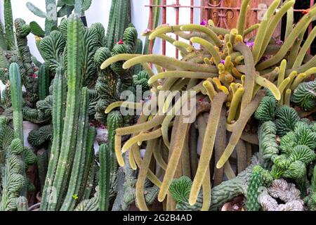 Mehrere verschiedene Kaktusarten teilen sich ein Gartenbett in Lima, Peru Stockfoto