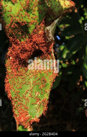 Ameisen Nest. Stock Foto Stockfoto