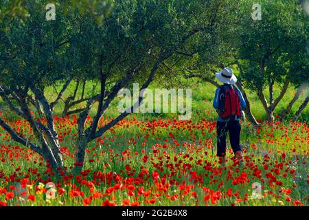 FRANKREICH, VAUCLUSE ( 84 ) , OPPEDE LE VIEUX, NATURPARK VON LUBERON, SPAZIERGANG IM FRÜHJAHR IN DER NÄHE DES DORFES Stockfoto