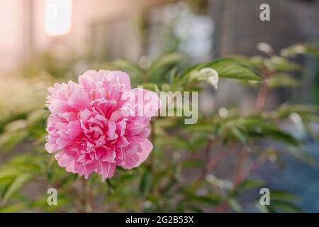 Schöne rosa Pfingstrose Blume Nahaufnahme auf verschwommenem Garten Hintergrund Stockfoto