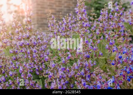 Blühender Salbei bei Nahaufnahme bei Sonnenuntergang. Weichfokus. Heilender Kräutersalbei. Beruhigender Salbei-Tee. Ornamentale Salbeiblüten Stockfoto