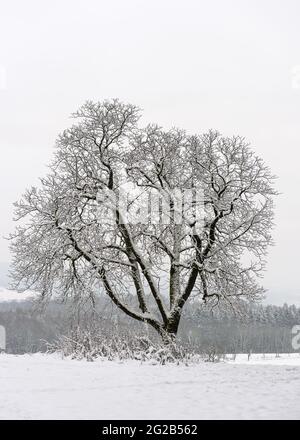 Neblige Winterszene mit einem einzigen blattlosen Baum auf weißem Schnee im Winter. Frostige Naturlandschaft. Stockfoto