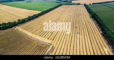 Luftaufnahme von geerntetem Weizenfeld und grünen Feldern. Haystacks lagen auf dem landwirtschaftlichen Feld. Foto aufgenommen mit Drohne. Stockfoto