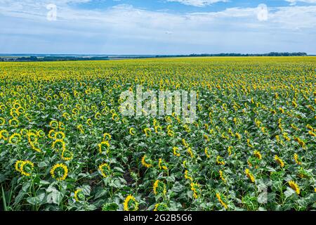 Panoramablick auf Sonnenblumenfeld und blauen Himmel im Hintergrund. Stockfoto