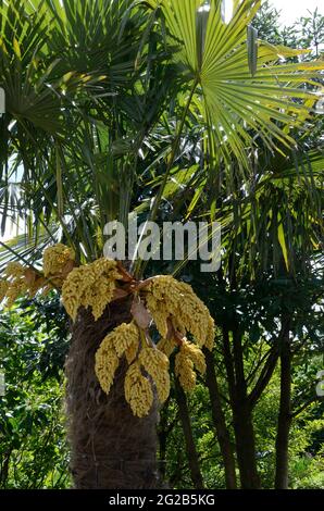 Trachycarpus fortunei Chusan Palmfaser bedeckte Rinde und große Bögen von blassgelben Blüten Stockfoto