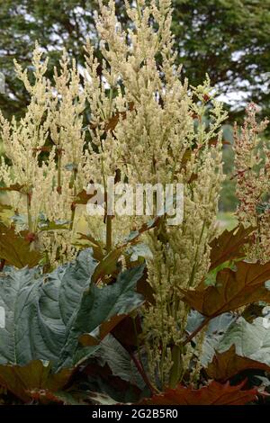 Rheum palmatum var tanguticum riesige Rhabarberblätter und cremig-weiße Blüten auf verzweigten Ähren Ornamental Rhabarber Stockfoto