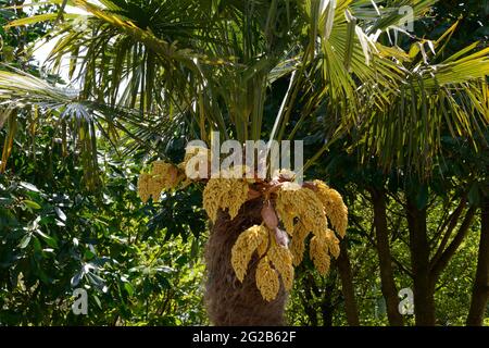 Trachycarpus fortunei Chusan Palmfaser bedeckte Rinde und große Bögen von blassgelben Blüten Stockfoto