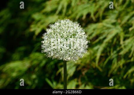 Allium stipitalum Mount Everest weiße sternförmige Blüten bilden dicht gepackte Kugeln Stockfoto