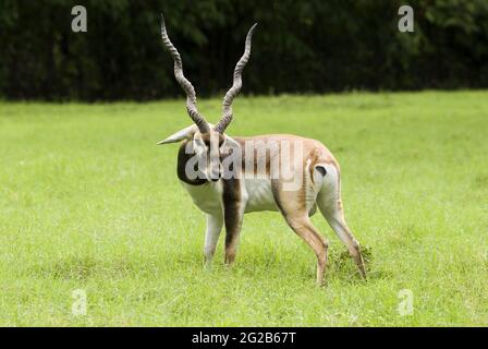 Blackbuck oder Antilope cervicapra im Outdoor-Park in Guatemala. Stockfoto