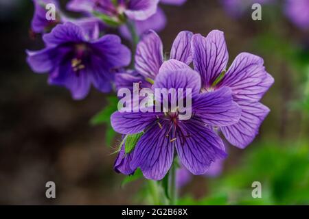 Pflanze mit violett-violetten und violett-blauen Blüten mit dunkleren Adern, in voller Blüte, aus kurzer Entfernung fotografiert Stockfoto