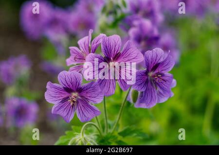 Pflanze mit violett-violetten und violett-blauen Blüten mit dunkleren Adern, in voller Blüte, aus kurzer Entfernung fotografiert Stockfoto