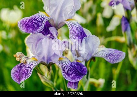 Iris ensata Midnight Star in voller Blüte, Frühlingsblume aus nächster Nähe in lila, blau, gelb, weiß fotografiert Stockfoto