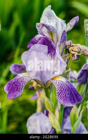Iris ensata Midnight Star in voller Blüte, Frühlingsblume aus nächster Nähe in lila, blau, gelb, weiß fotografiert Stockfoto