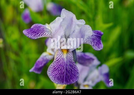 Iris ensata Midnight Star in voller Blüte, Frühlingsblume aus nächster Nähe in lila, blau, gelb, weiß fotografiert Stockfoto