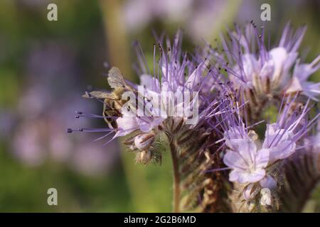 Neustedt, Deutschland. Juni 2021. Eine Honigbiene sitzt auf einer Phacelia-Pflanze in einem Mohnfeld. Phacelia ist auch umgangssprachlich als Bienenweide oder Bienenfreund bekannt, da die Pflanze als sehr ertragreiche Bienenpflanze gilt. Sogenannte Blühstreifen am Rand großer Monokulturen mit Weizen, Raps oder Mais sollen Bienen im Sommer mit Nahrung versorgen. Die Blumenstreifen sind Teil der agrarökologischen und klimaschutzrechtlichen Maßnahmen, für die die Landwirte belohnt werden. Quelle: Matthias Bein/dpa-Zentralbild/ZB/dpa/Alamy Live News Stockfoto