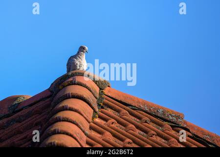 Eine selektive Fokusaufnahme einer Wildtaube, die hoch sitzt Auf dem Dach Stockfoto