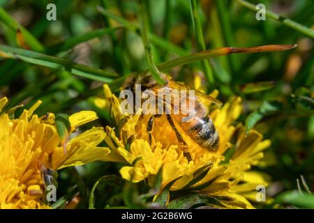 Biene im Pollen sitzt auf einem Löwingen (Taraxacum officinale) im Gras. Insekt bestäubt eine gelbe Blume. Makrofotografie einer Blume und einer Wespe Stockfoto