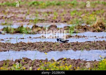 Kiebitz (Vanellus Vanellus) steht auf grasbewachsenen Büschel Stockfoto