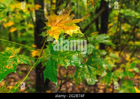 Nasse grün-gelbe Ahornblätter auf einem Baum im Herbstwald aus nächster Nähe Stockfoto