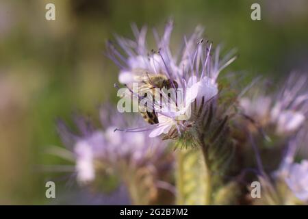 Neustedt, Deutschland. Juni 2021. Eine Honigbiene sitzt auf einer Phacelia-Pflanze in einem Mohnfeld. Phacelia ist auch umgangssprachlich als Bienenweide oder Bienenfreund bekannt, da die Pflanze als sehr ertragreiche Bienenpflanze gilt. Sogenannte Blühstreifen am Rand großer Monokulturen mit Weizen, Raps oder Mais sollen Bienen im Sommer mit Nahrung versorgen. Die Blumenstreifen sind Teil der agrarökologischen und klimaschutzrechtlichen Maßnahmen, für die die Landwirte belohnt werden. Quelle: Matthias Bein/dpa-Zentralbild/dpa/Alamy Live News Stockfoto