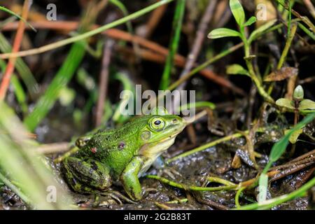 Essbarer Frosch (Pelophylax esculentus), auch bekannt als gewöhnlicher Wasserfrosch oder grüner Frosch, der im schlammigen Gras sitzt, Deutschland Stockfoto