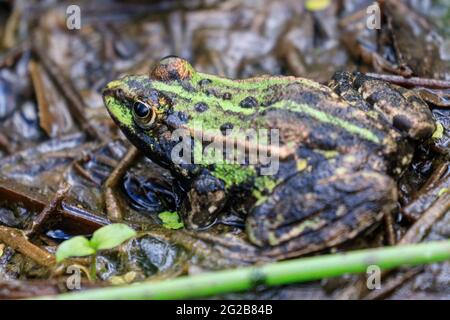 Essbarer Frosch (Pelophylax esculentus), auch bekannt als gewöhnlicher Wasserfrosch oder grüner Frosch im Sumpf, Deutschland Stockfoto