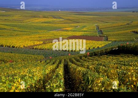 FRANKREICH. MARNE (51) DAS MARNE-TAL (COTE DES BLANCS). WEINBERG IM HERBST Stockfoto