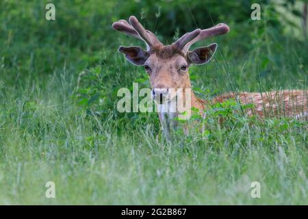 Dama dama, entspannt im langen Gras sitzend, Männchen mit wachsendem Samtgeweih Stockfoto