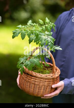 Mädchenhände halten einen Weidenkorb mit jungen Tomatensoße, die zum Pflanzen bereit sind. Gartenkonzept. Stockfoto