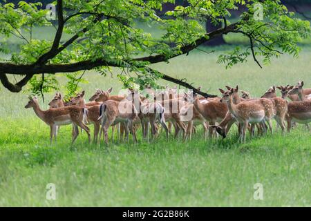 Dama dama, junge Tiere, die Schatten unter einem Baum suchen, Deutschland Stockfoto