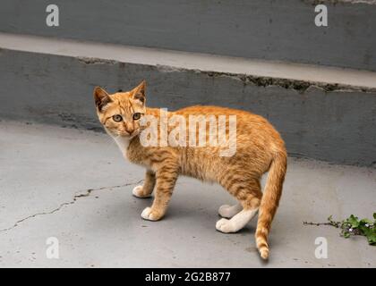 Heimatlose hungrige rote Katze auf der Straße in der Stadt. El Hierro, Kanarische Inseln, Spanien. Stockfoto