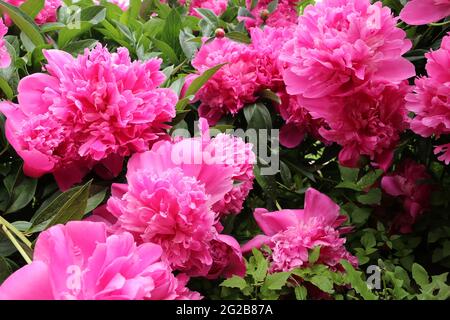 Peony The Fawn. Rosa Pfingstrosen Blüten. Paeonia lactiflora. Stockfoto