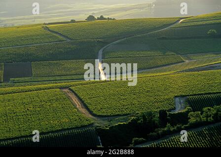 FRANKREICH. MARNE (51) DAS MARNE-TAL (COTE DES BLANCS). WEINREBEN IM SOMMER Stockfoto