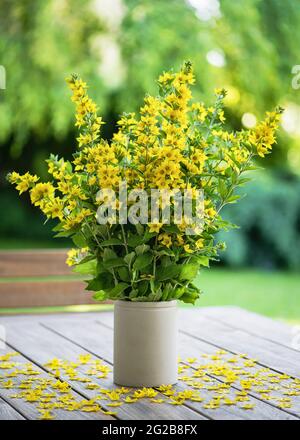 Schöne gelbe Loosestrife blüht in einer Vase auf dem Gartentisch an sonnigen Sommertagen. (Lysimachia punctata) Stockfoto