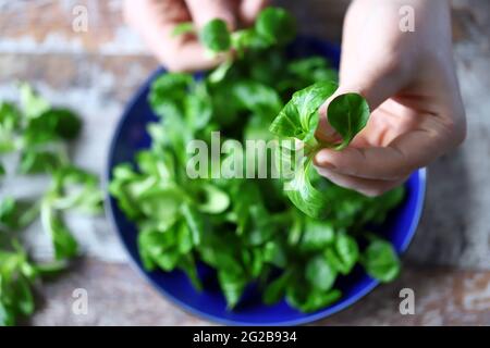 Frische Salatmaische in männlichen Händen. Vegane Küche. Diät-Konzept. Stockfoto