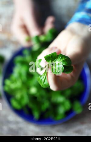 Frische Salatmaische in männlichen Händen. Vegane Küche. Diät-Konzept. Stockfoto