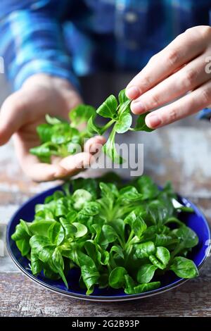 Frischer grüner Salat in männlichen Händen. Der Koch hält einen grünen Salat auf einem Teller. Salatbrei. Diät-Konzept. Frühlingsfutter. Stockfoto