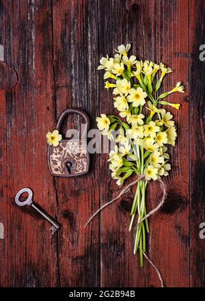 Schönes Bouquet von wilden gelben Cowslip Blumen mit rostigen Vorhängeschloss und Schlüssel auf rotem dunklen Holzhintergrund. Stockfoto