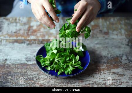 Frische Salatmaische in männlichen Händen. Vegane Küche. Diät-Konzept. Stockfoto