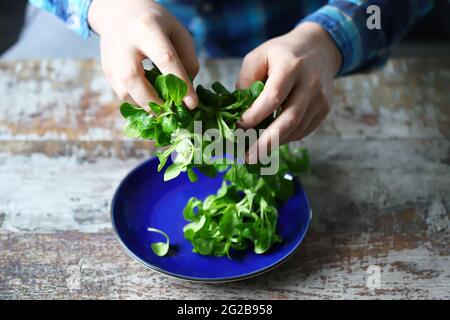 Männerhände halten einen grünen Salat. Gesundes Lebensmittelkonzept. Salat auf einem blauen Teller püren. Stockfoto