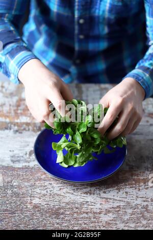 Frischer grüner Salat in männlichen Händen. Der Koch hält einen grünen Salat auf einem Teller. Salatbrei. Diät-Konzept. Frühlingsfutter. Stockfoto