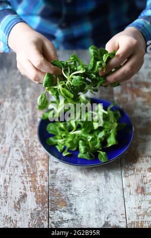 Frische Salatmaische in männlichen Händen. Vegane Küche. Diät-Konzept. Stockfoto