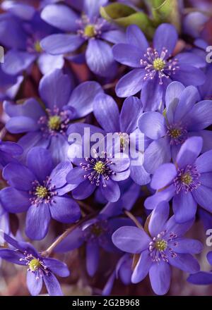 Alte gesprungene weiße Farbe auf einer Holzoberfläche. Abstrakter schäbiger Hintergrund mit Vintage-Textur. Stockfoto