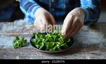 Frischer grüner Salat in männlichen Händen. Der Koch hält einen grünen Salat auf einem Teller. Salatbrei. Diät-Konzept. Frühlingsfutter. Stockfoto