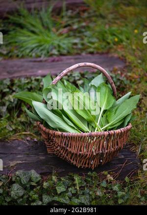 Frisch gepflückter Bärlauch in einem Korbkorb im Garten. Landhausstil. Gesunde Zutaten für Frühlingsfutter. Speicherplatz kopieren. Stockfoto