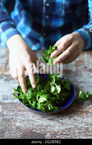 Frischer grüner Salat in männlichen Händen. Der Koch hält einen grünen Salat auf einem Teller. Salatbrei. Diät-Konzept. Frühlingsfutter. Stockfoto